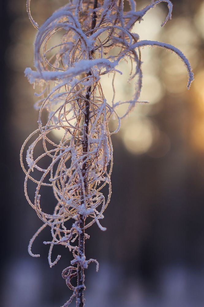 Зимний цветок