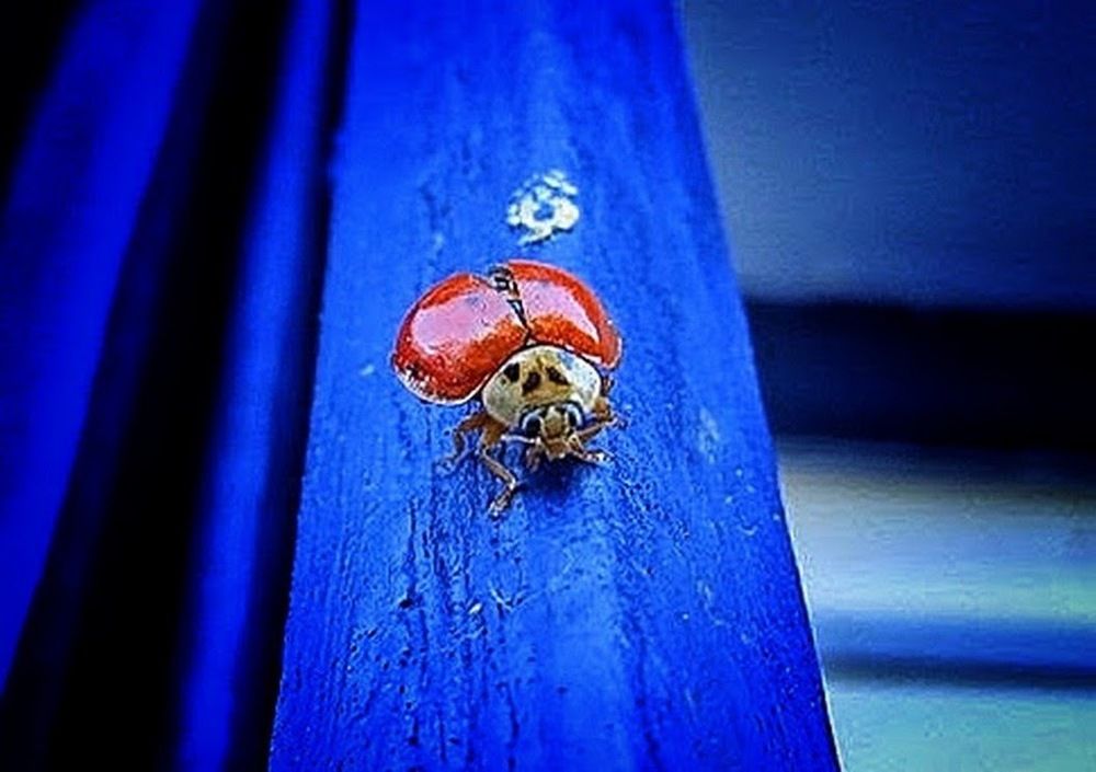 coccinelle