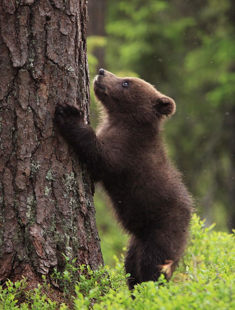 Так, забираться или нет, вот в чем вопрос