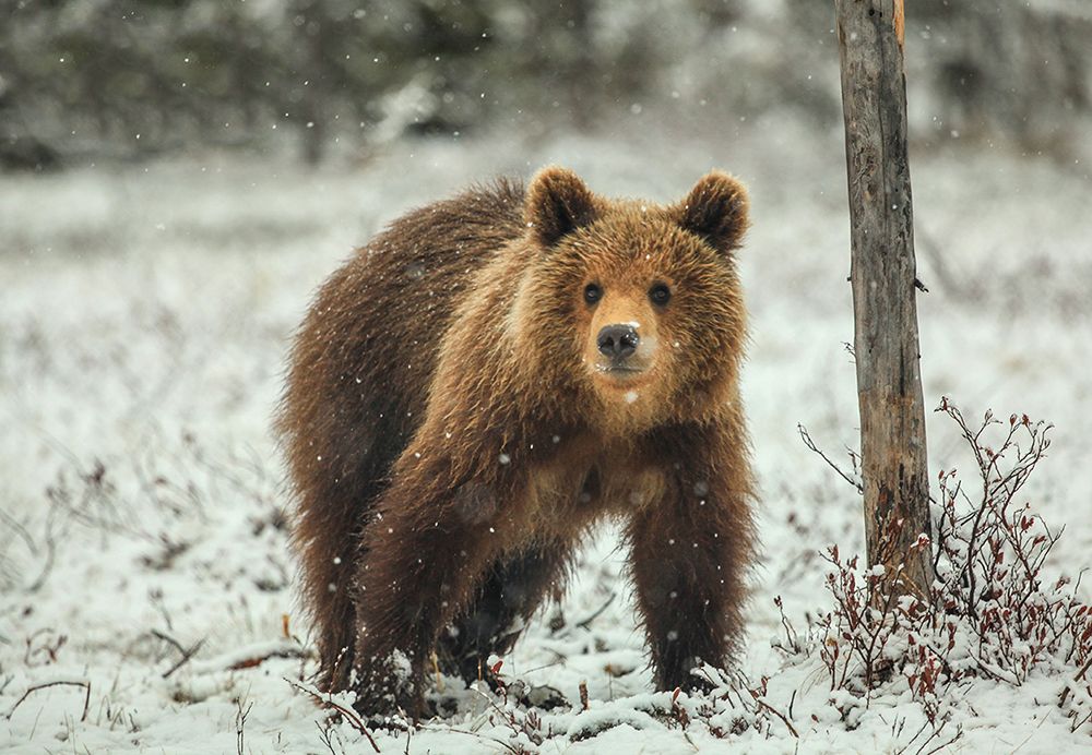 Опять зима?