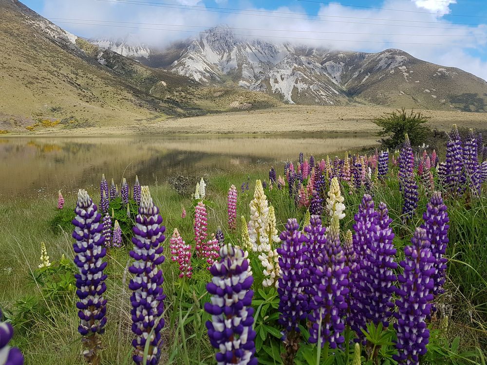 Lupin over the water