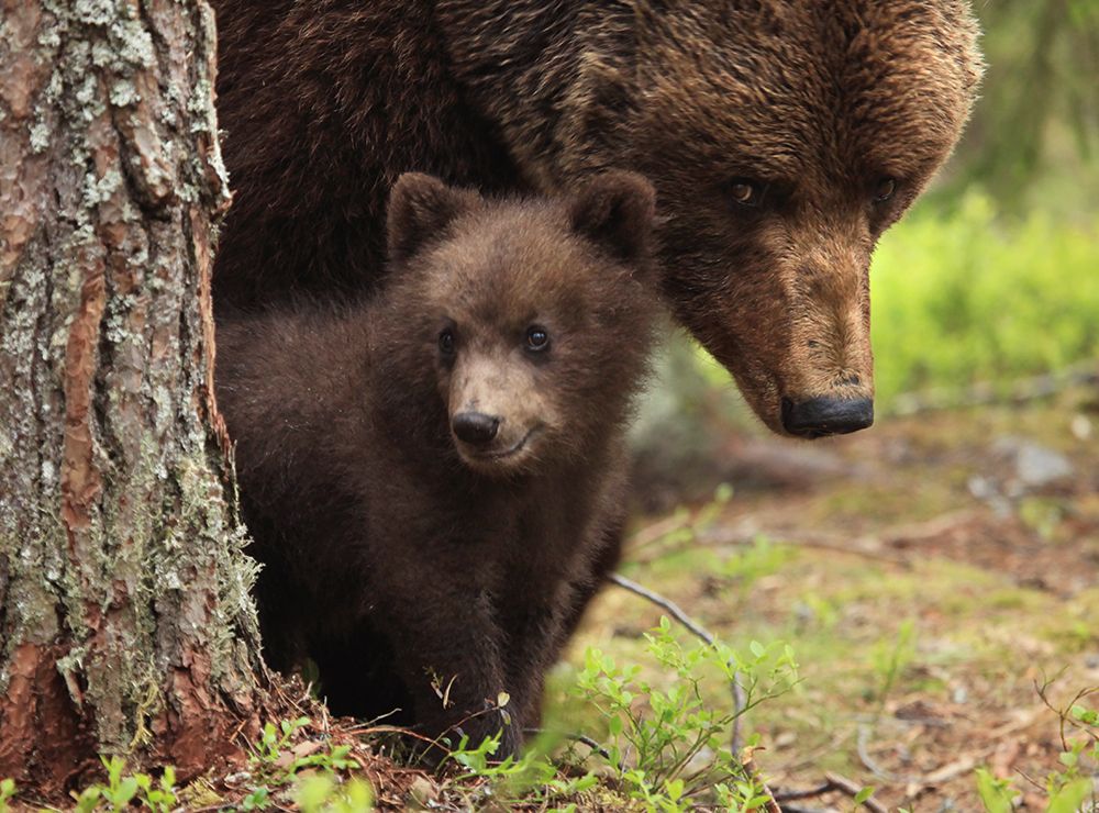 Не боись, фотограф, моя маман само спокойствие.