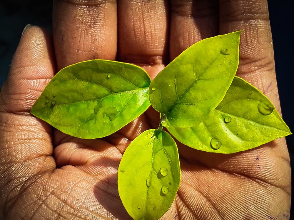 Life in hand...