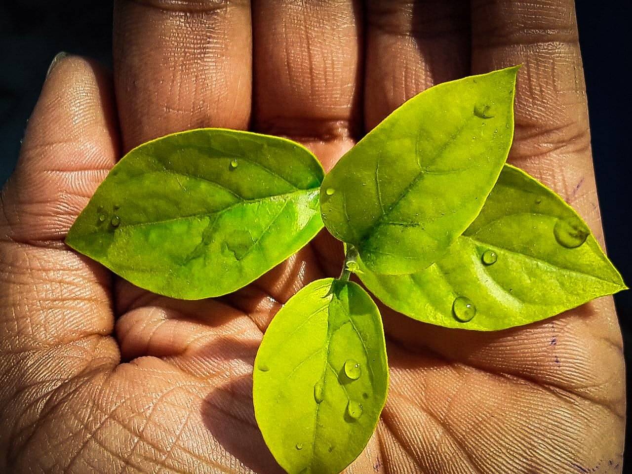 Life in hand...