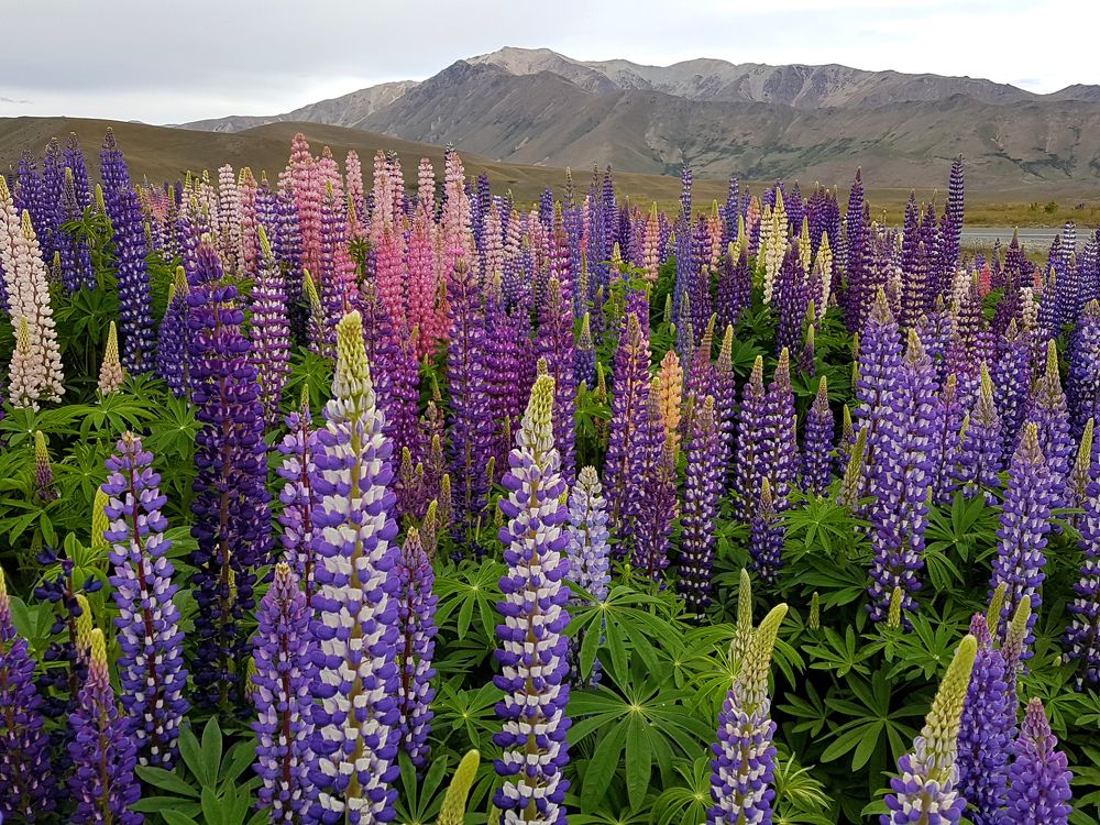 Lupin sea in the mountains