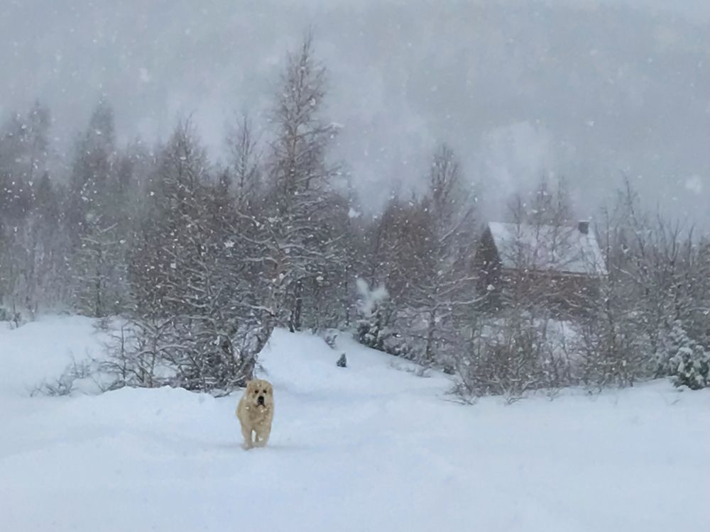 dog and snowflakes