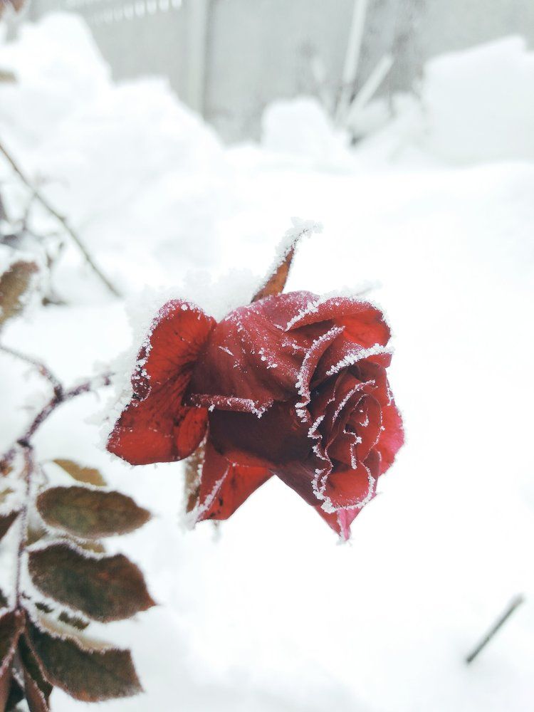 Бордовая роза