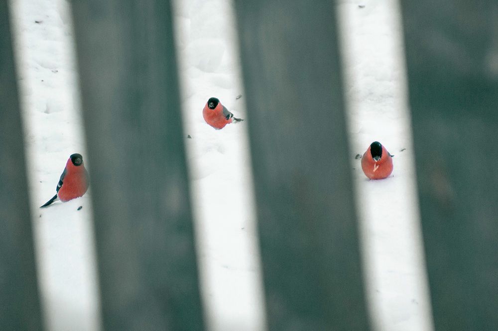 Снегири