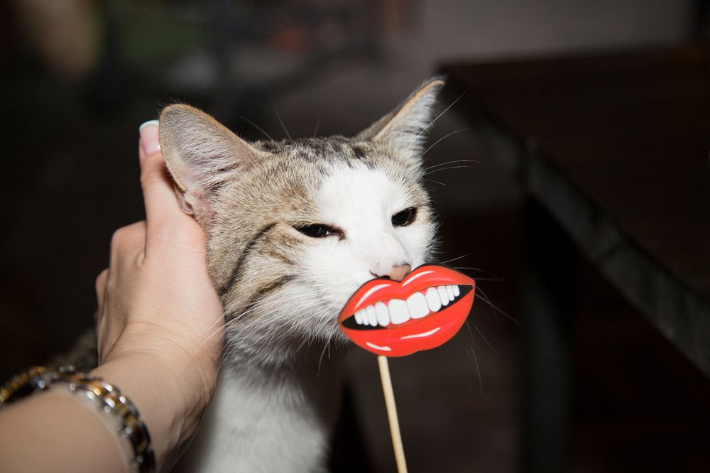 Котэээээээээ!!!