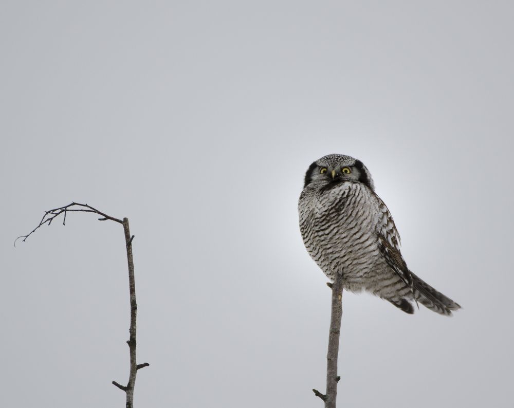 Дело к весне