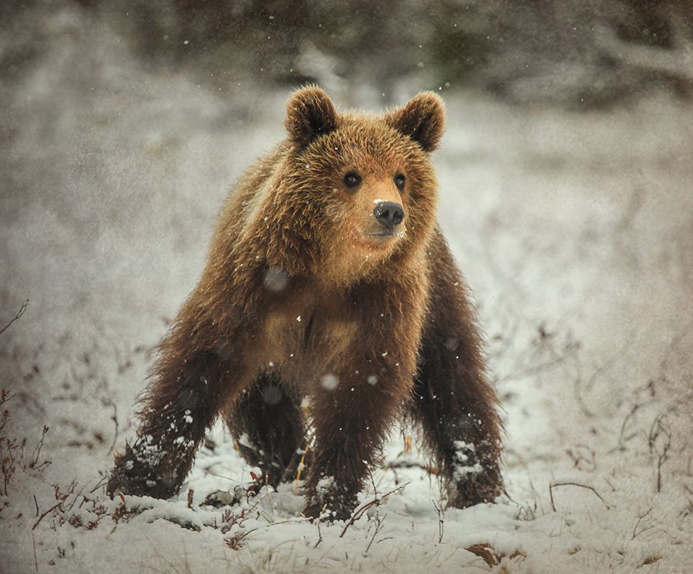 А лето когда наступит?