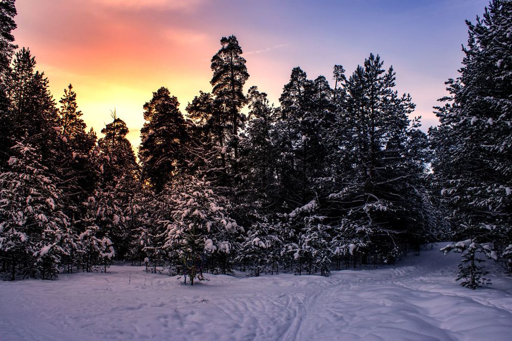 Winter sunrise in forest