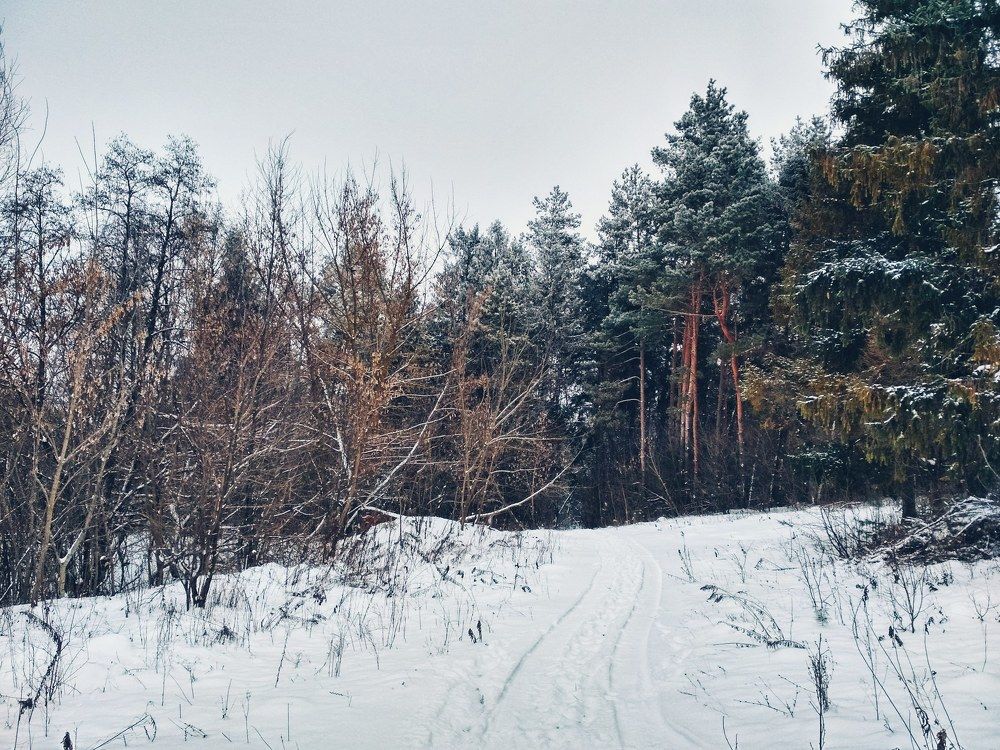 Лес зимой