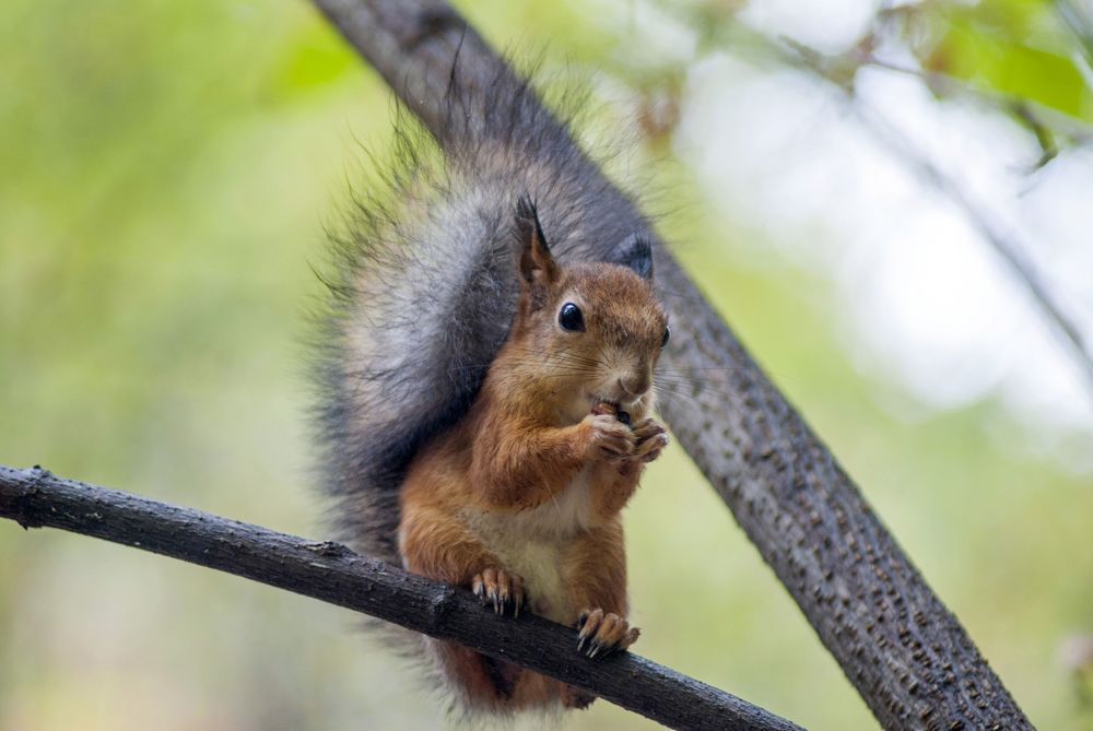 Photograph by Виктор Печищев