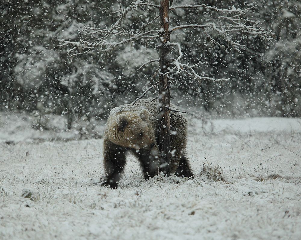 Не рановато ли я проснулся?