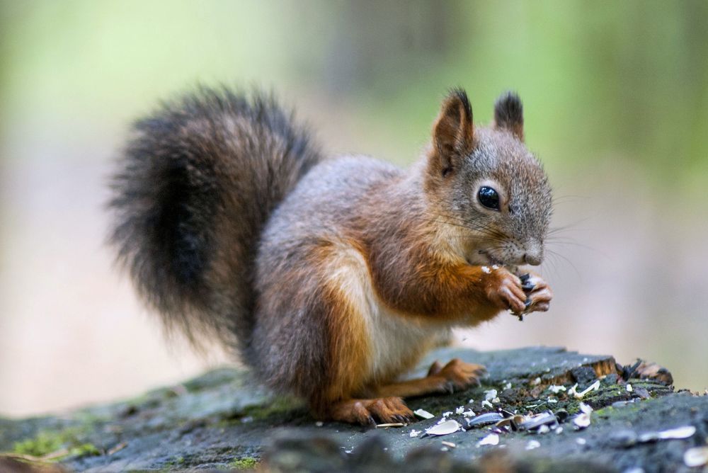 Photograph by Виктор Печищев