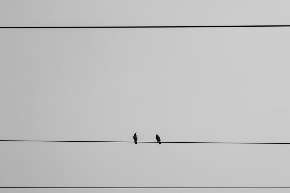 Love birds