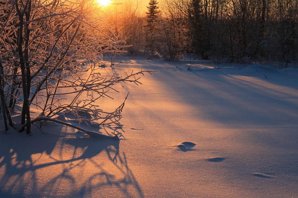 50 оттенков зимы