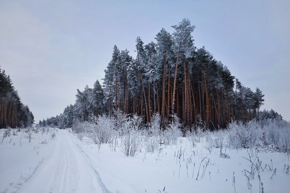 Winter forest