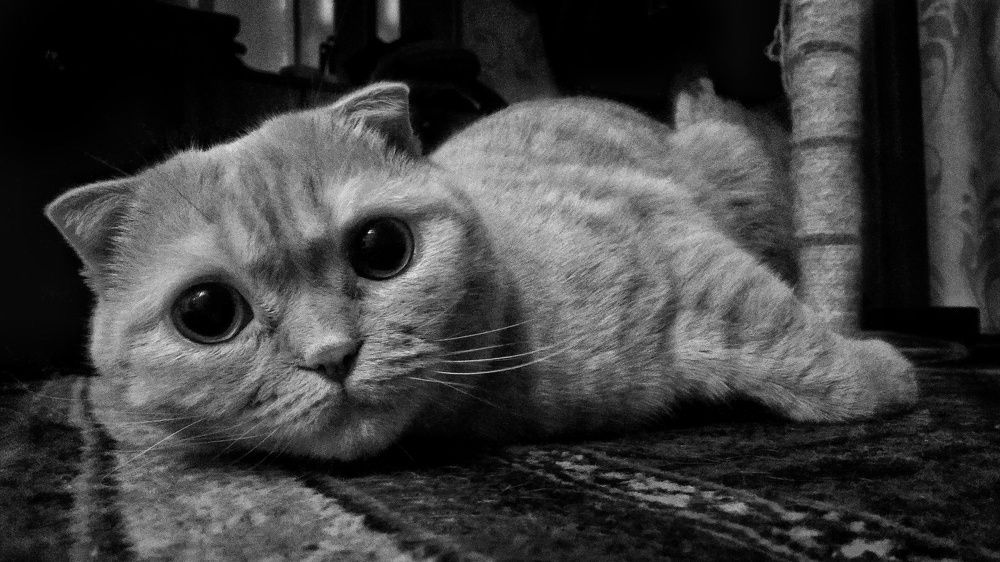 Photograph by Максим Пинчук