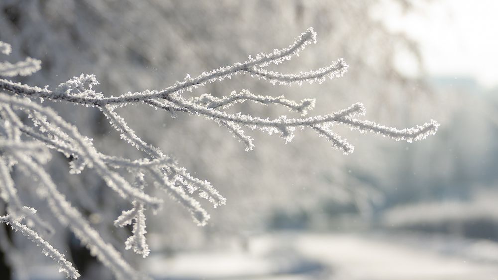 мороз и солнце