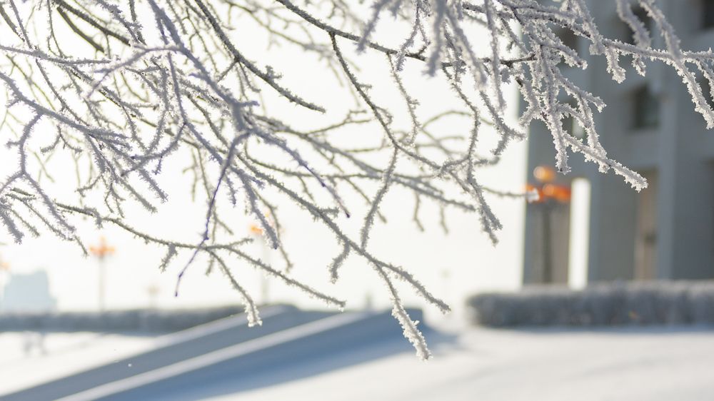 зима во всей красе