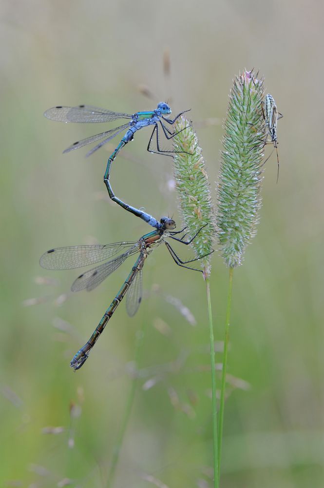 Лобовь и клоп.