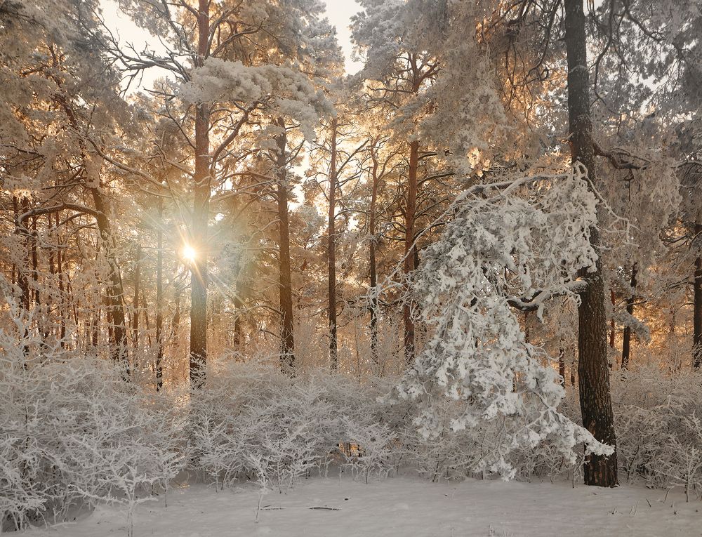 морозный день