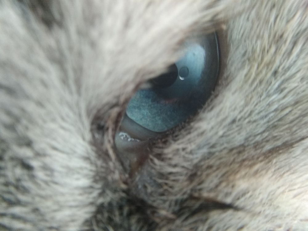 Нереальная голубизна глаза