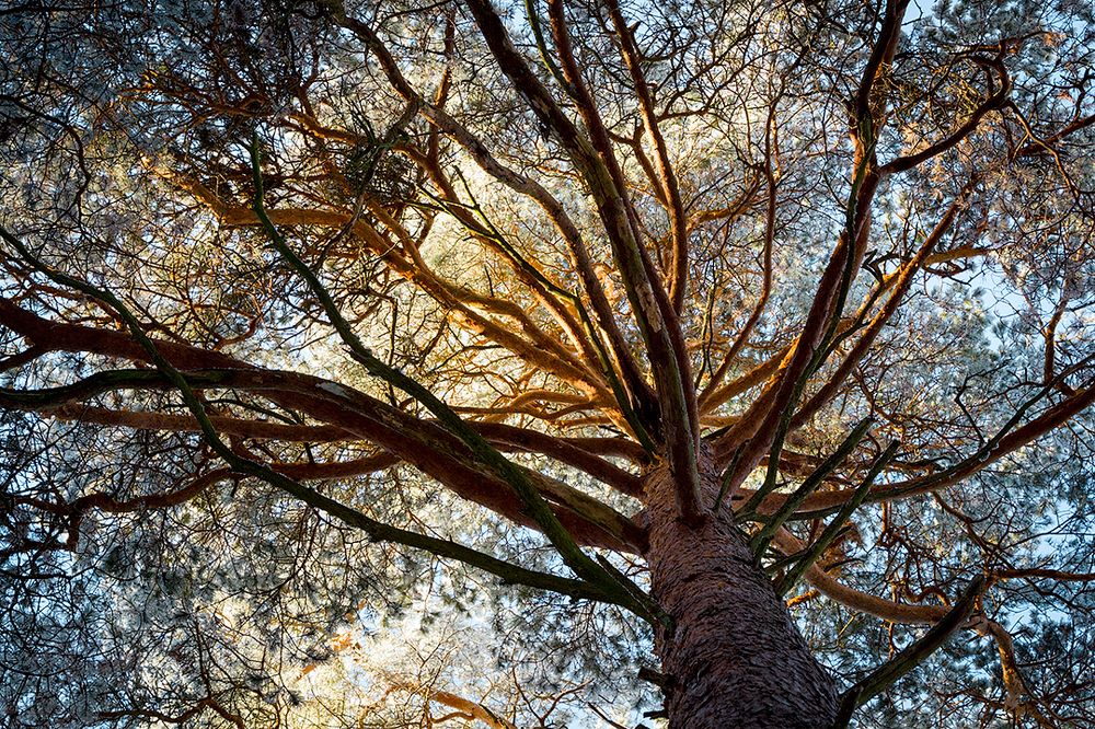 Мороз и солнце в сосновом бору