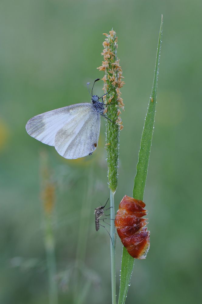 Барышня и трубадур.
