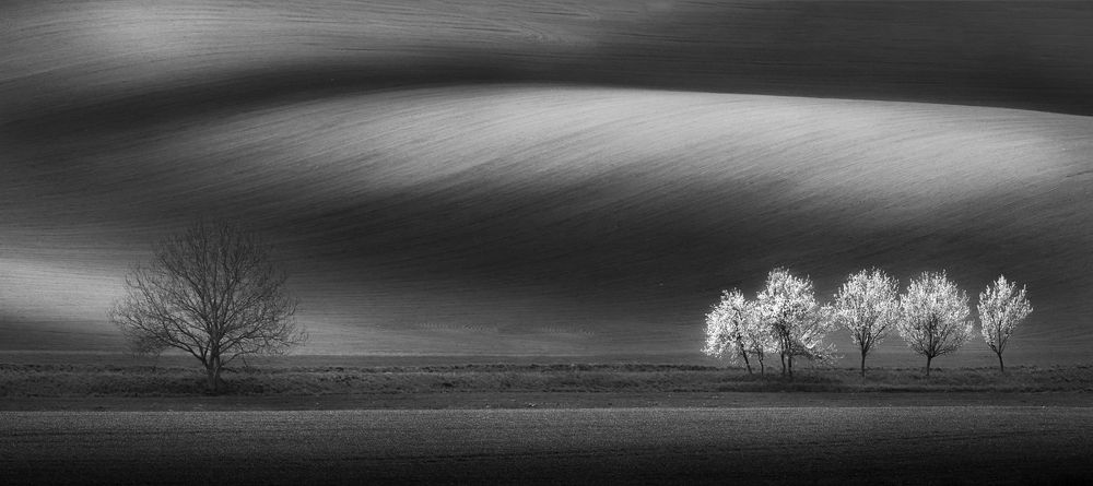 Flowering and wilting...