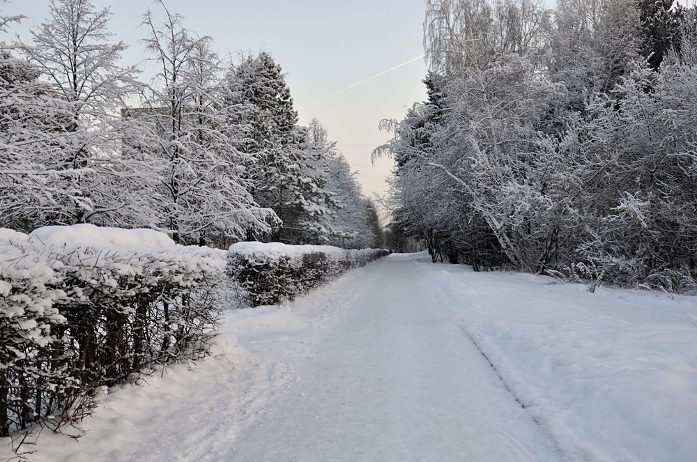 ЛЕС ЗИМНИЙ В СЕРЕБРЕ