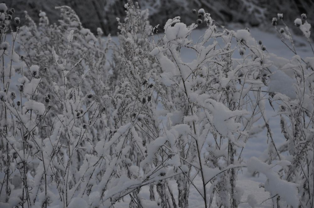 БЕЛЫЙ, ПУШИСТЫЙ СНЕЖОК