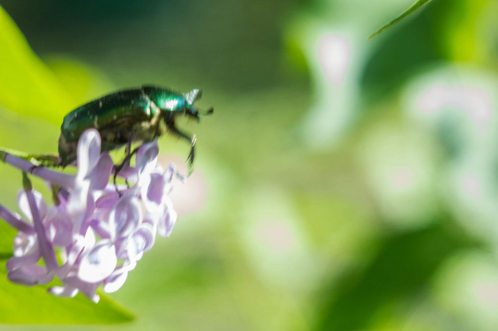 июньский жук