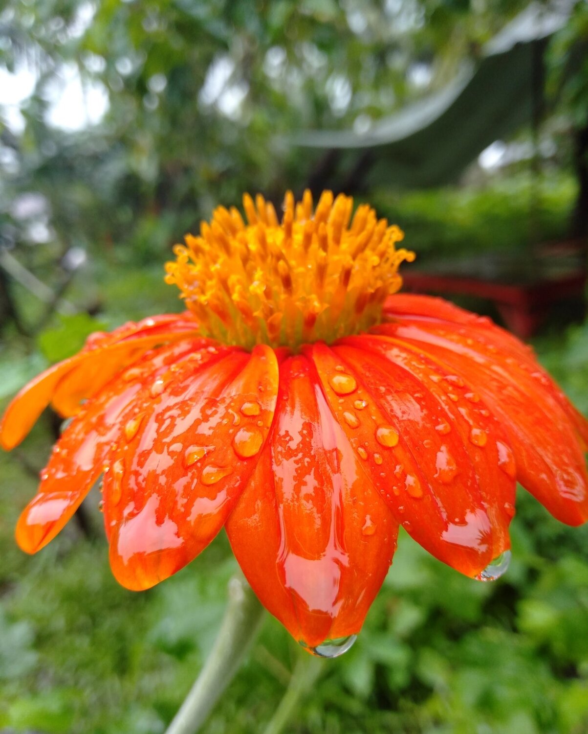 The crying sunflower