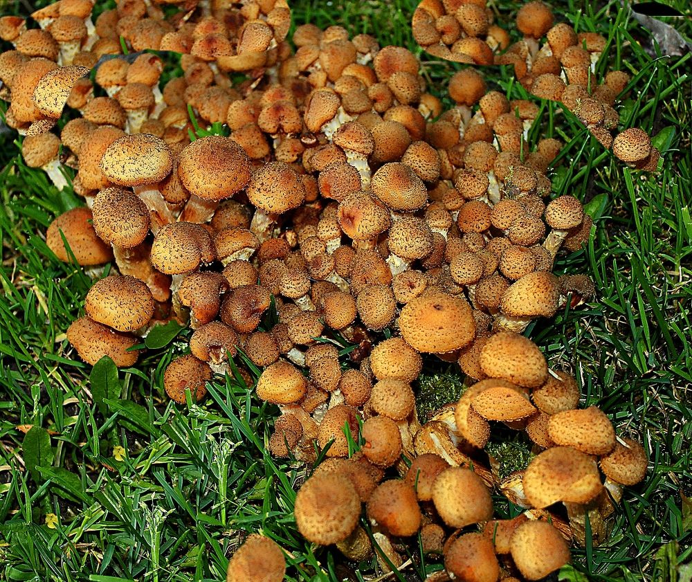 Малыши опятыши.