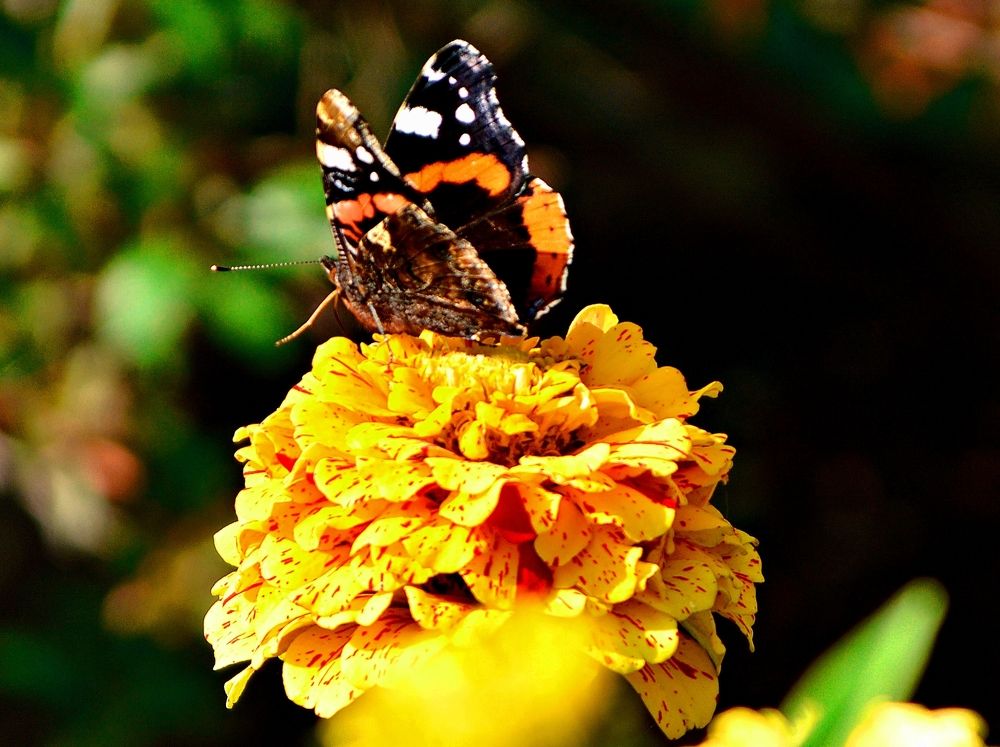 Я самая самая.