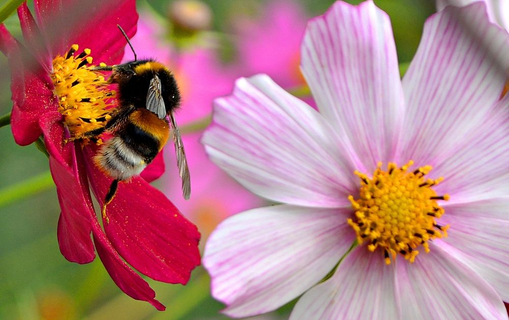 Я то же люблю сладкое.