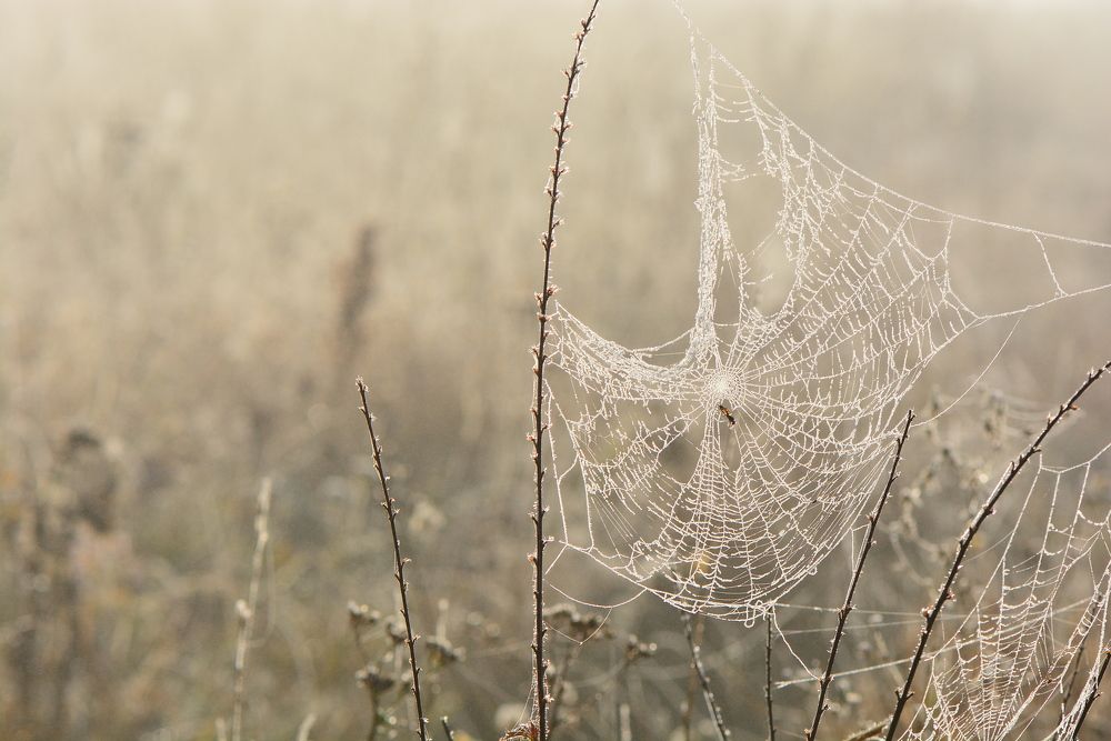 Нити рассвета