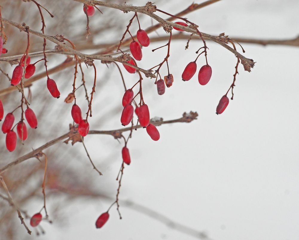 Photograph by Мария Загоревская