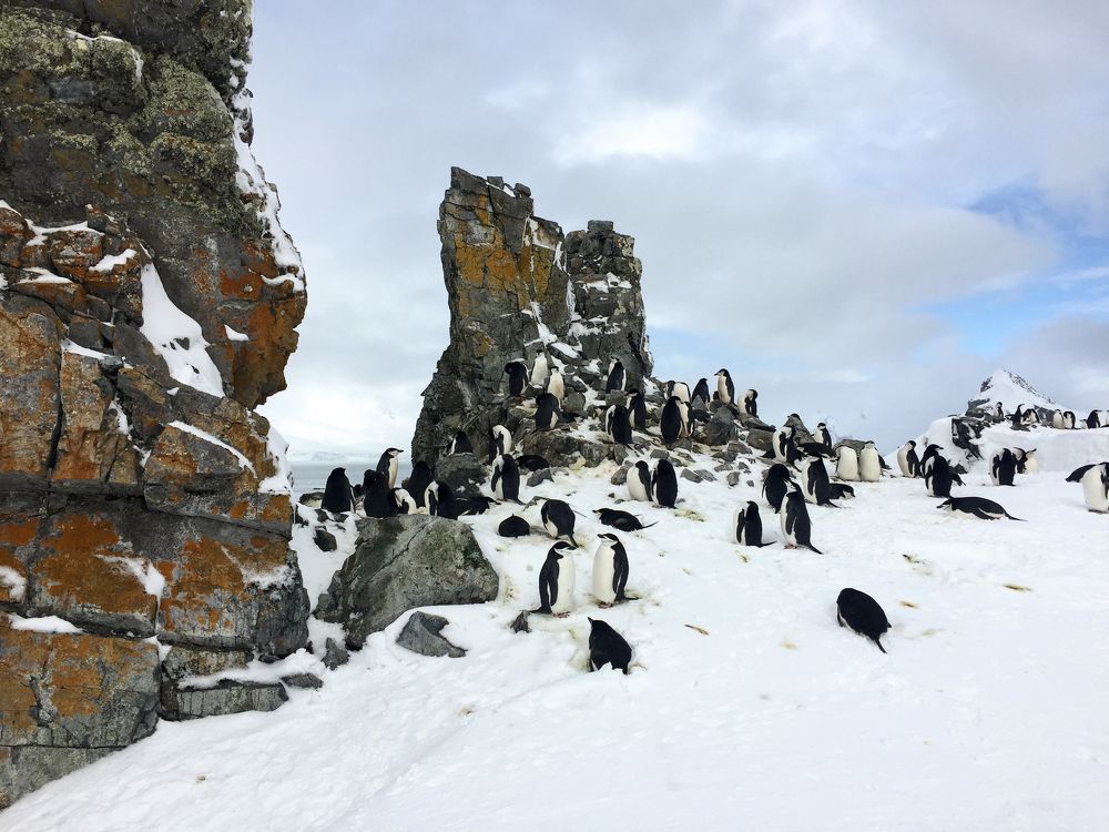 Пингвины в Антарктиде