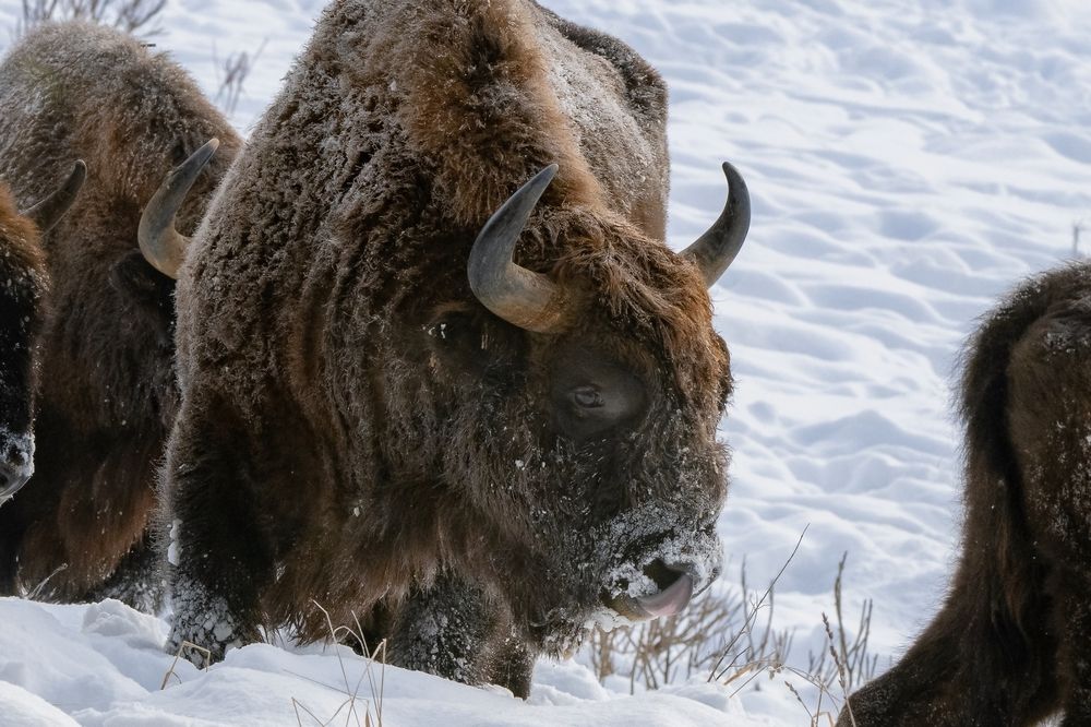 Зима и ЗУБРЫ (Россия)
