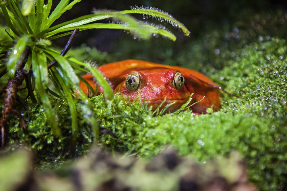 Лягушка-помидорка