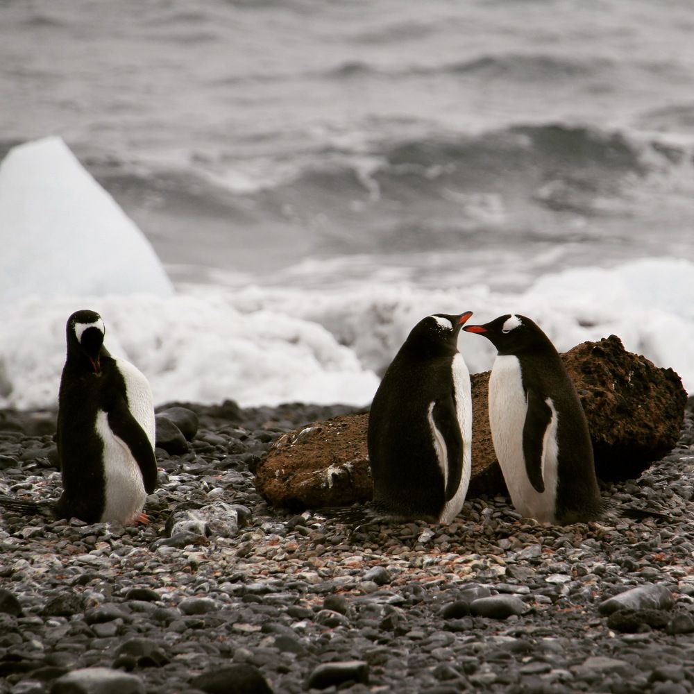 Любовь и ревность