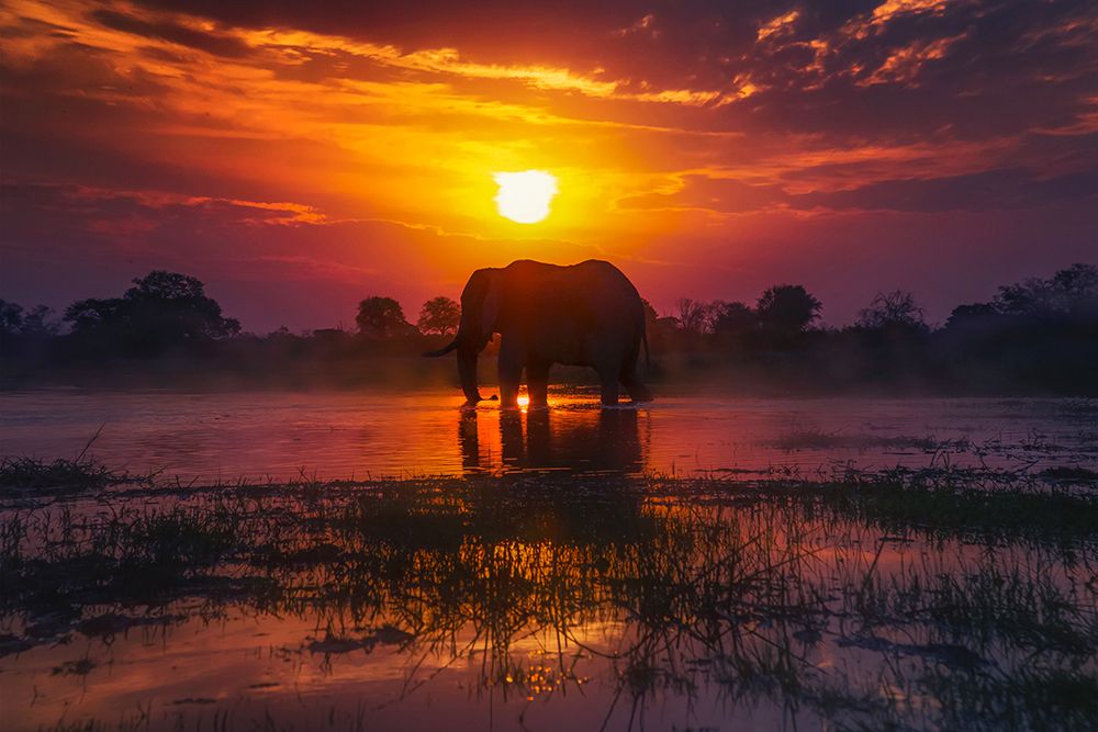 Throught the  sunset