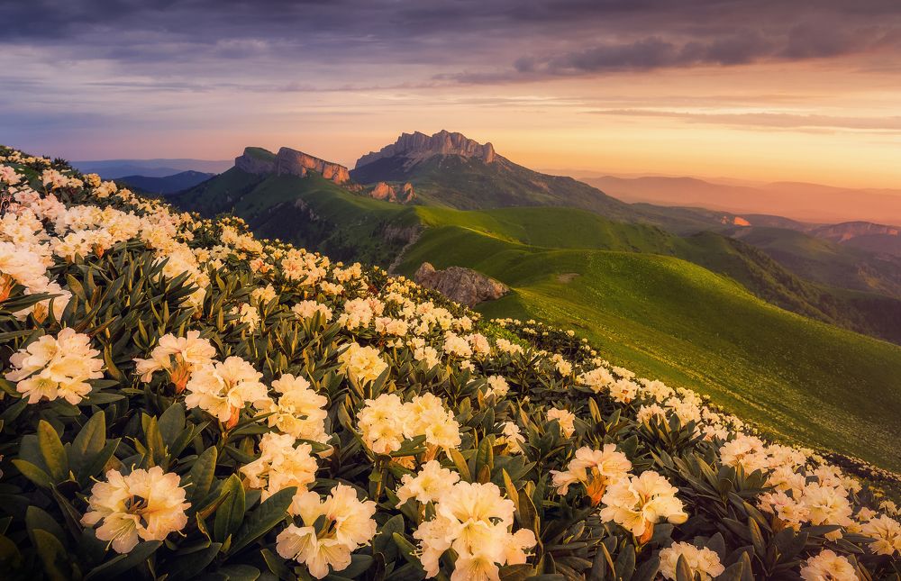 Родедендроны в утренем свете.
