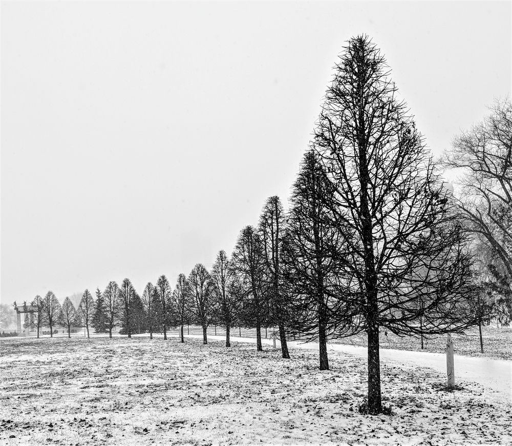 Топиар на белом