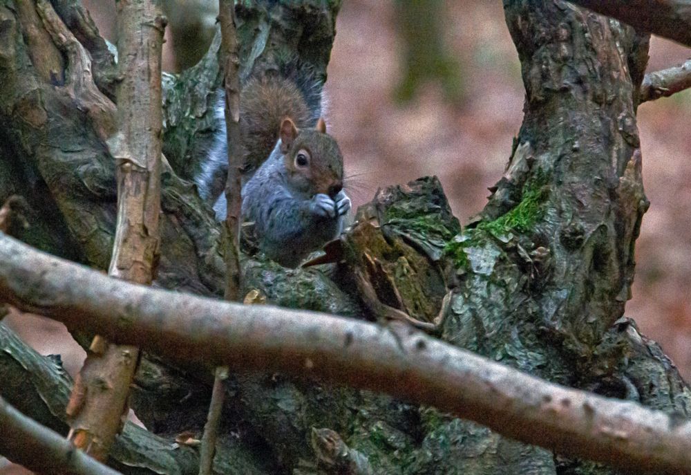 К белочке пришли