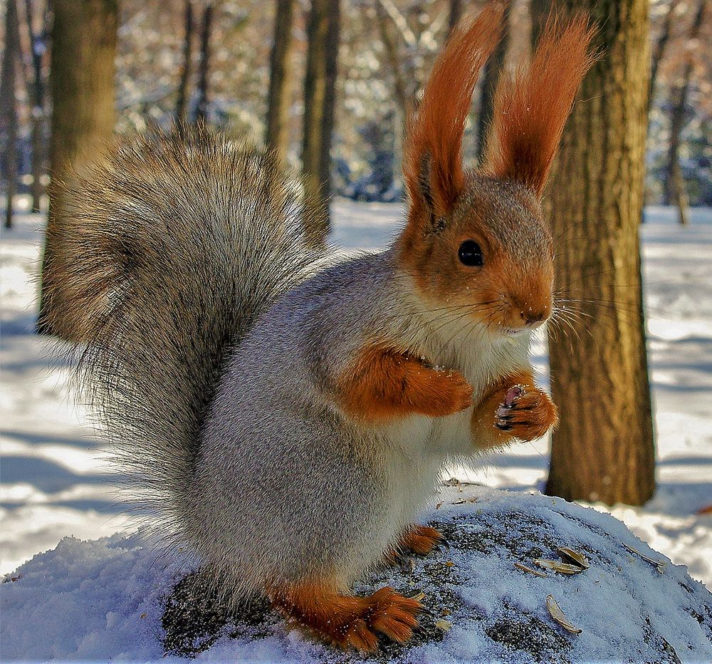 Боец -боксёр